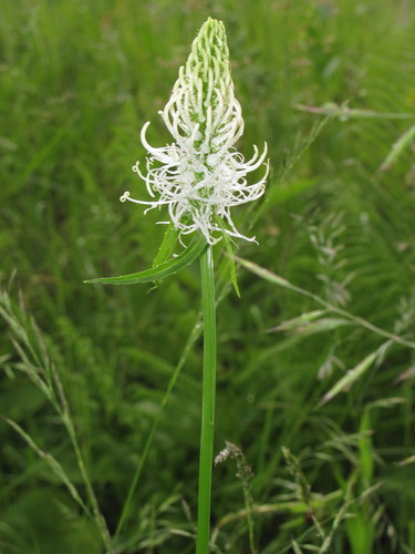Phyteuma spicatum