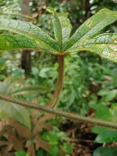 Phytocrene palmata (Palmate-leaf phytocrene) — photo
