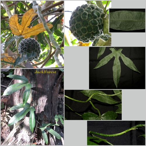 Phytocrene palmata