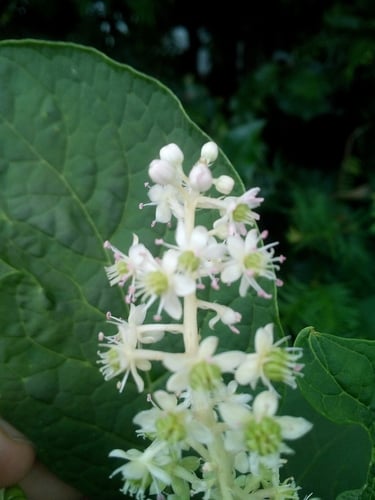 Phytolacca acinosa (Sweet belladonna) — photo