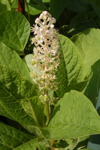 Phytolacca acinosa (Sweet belladonna) — photo