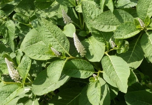 Phytolacca acinosa