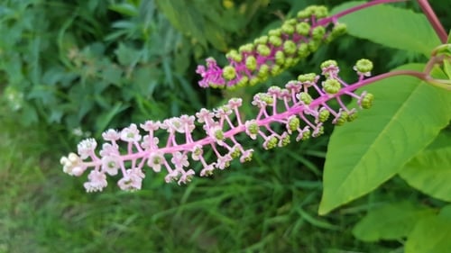 Phytolacca americana (Pokeweed) — photo