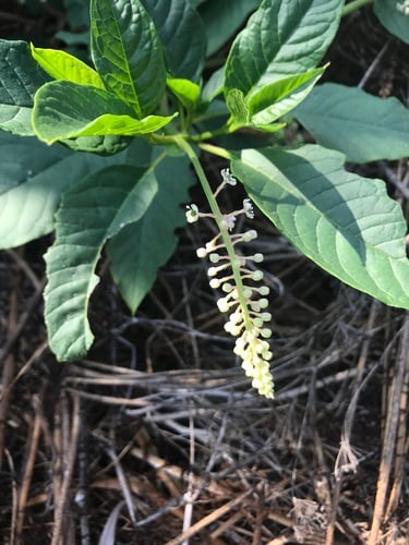 Phytolacca americana (Pokeweed) — photo