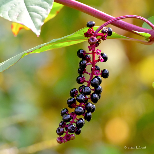 Phytolacca americana