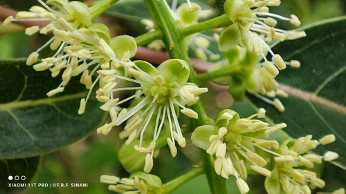 Phytolacca dioica (Ombu tree) — photo