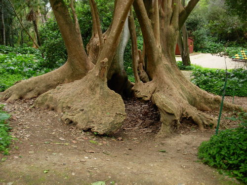 Phytolacca dioica (Ombu tree) — photo