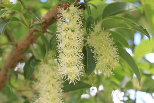 Phytolacca dioica