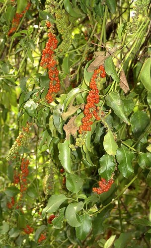 Phytolacca dodecandra (Pokeberry) — photo
