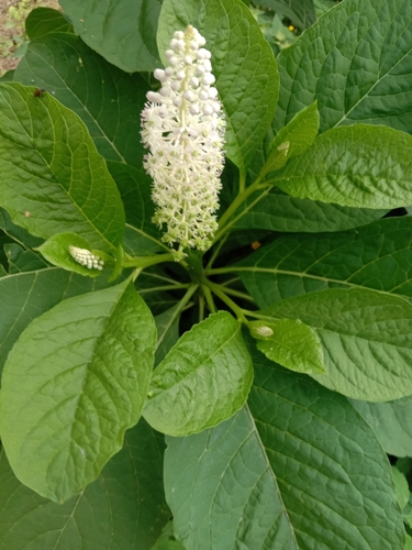 Phytolacca esculenta (American grape) — photo