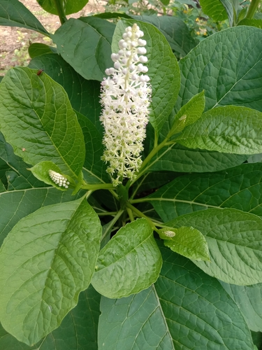 Phytolacca esculenta (American grape) — photo