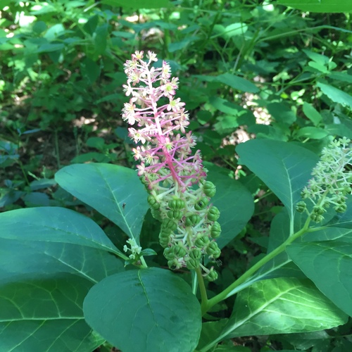 Phytolacca esculenta