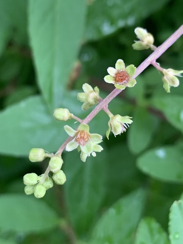 Phytolacca heptandra — photo