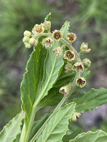 Phytolacca heptandra