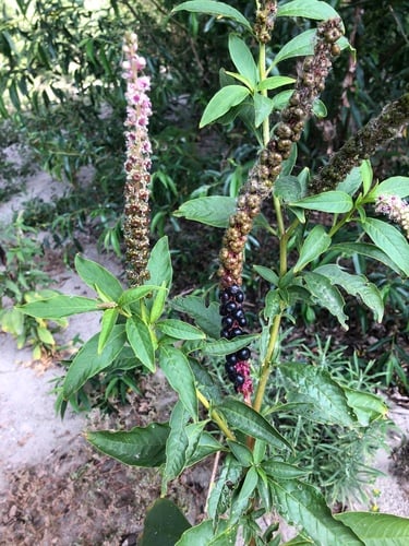 Phytolacca icosandra — photo
