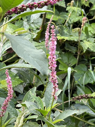 Phytolacca icosandra — photo