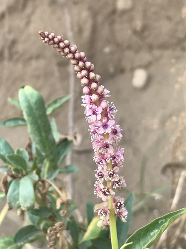 Phytolacca icosandra