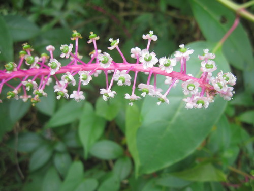 Phytolacca rivinoides (Venezuela pokeberry) — photo