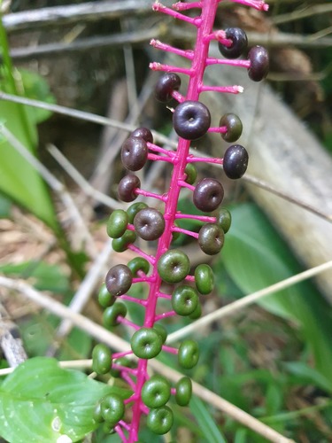Phytolacca rivinoides (Venezuela pokeberry) — photo