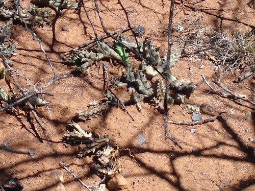 Piaranthus decipiens — photo