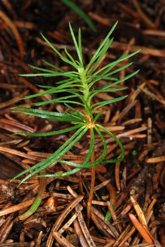 Norway spruce