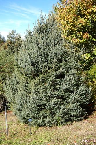 Picea brachytyla (Sargent spruce) — photo