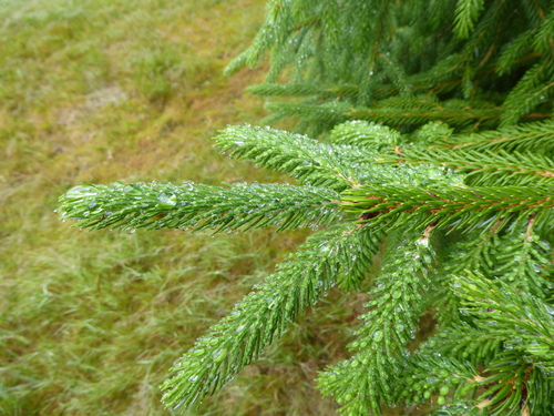Picea brachytyla