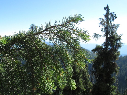 Picea breweriana (Weeping spruce) — photo
