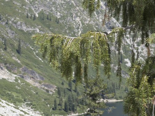 Picea breweriana (Weeping spruce) — photo