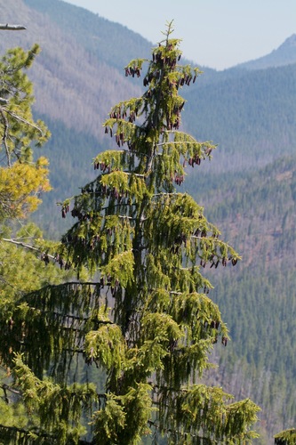 Picea breweriana