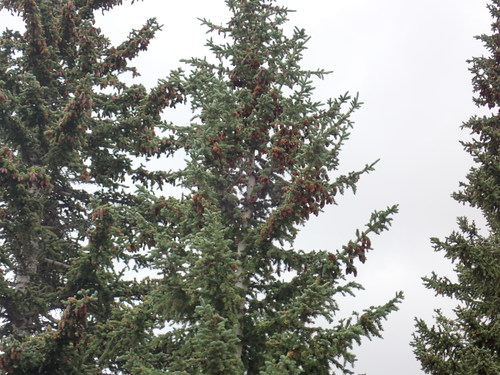 Picea engelmannii (Mountain spruce) — photo
