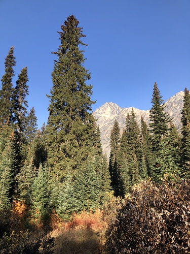 Picea engelmannii (Mountain spruce) — photo