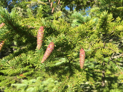 Picea glauca (Dwarf Alberta Spruce) — photo