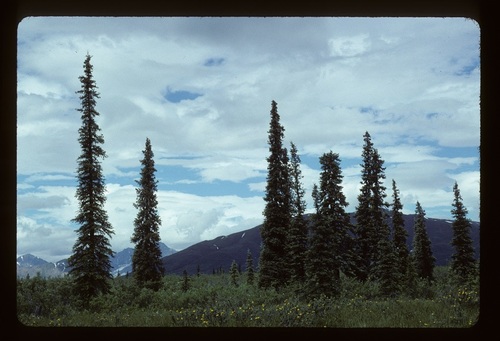Picea glauca (Dwarf Alberta Spruce) — photo