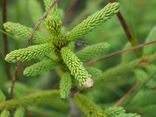 Picea glehnii (Sakhalin spruce) — photo