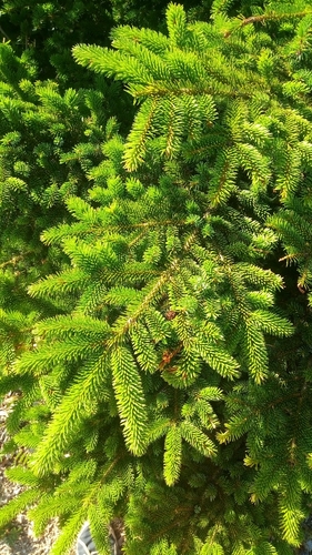 Picea jezoensis (Yezo spruce) — photo