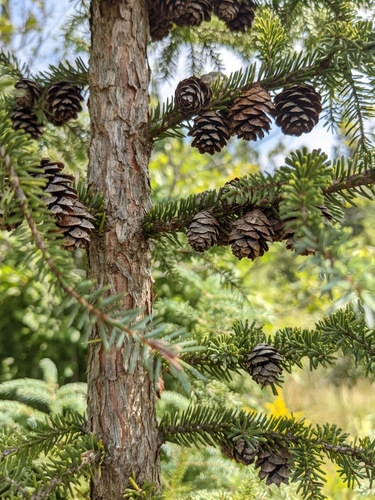 Picea mariana (Black spruce) — photo