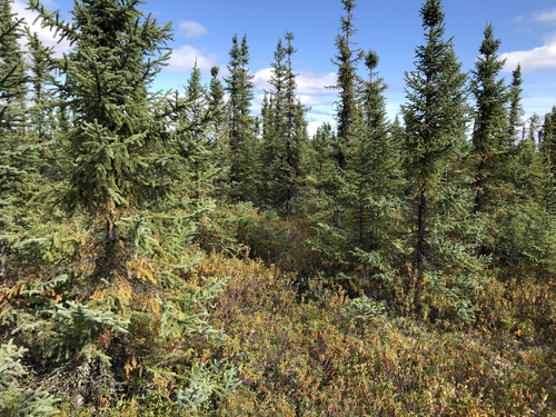 Picea mariana (Black spruce) — photo