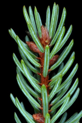 Picea mariana