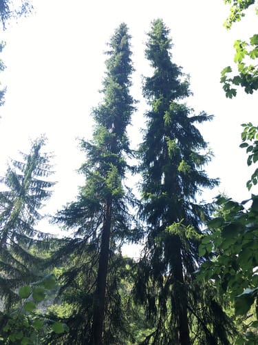 Picea omorika (Serbian spruce) — photo