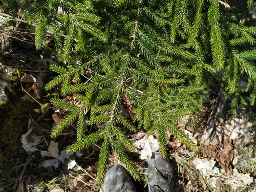 Picea orientalis (Caucasian spruce) — photo