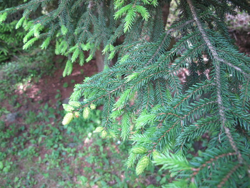 Picea orientalis (Caucasian spruce) — photo