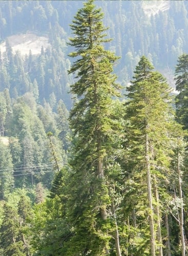 Picea orientalis