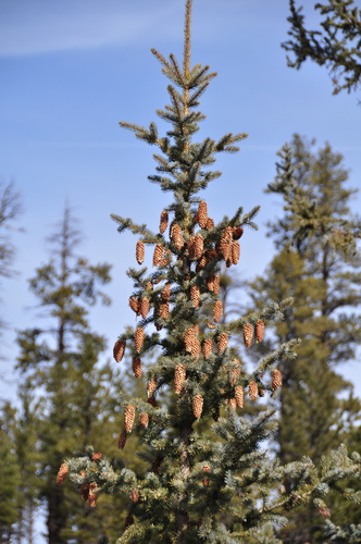 Picea pungens (Blue spruce) — photo