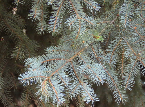 Picea pungens (Blue spruce) — photo