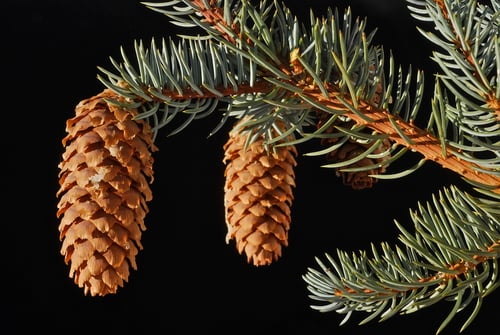 Picea pungens