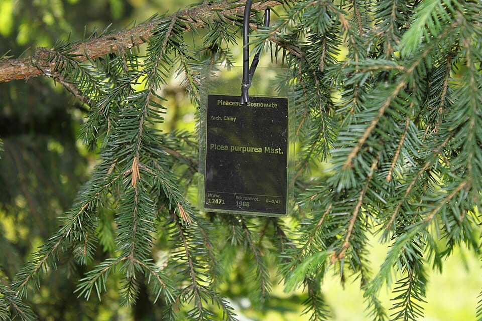 Picea purpurea (Purple-coned spruce) — photo