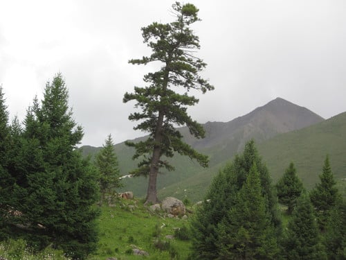 Picea purpurea
