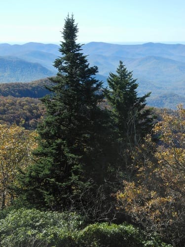 Picea rubens (Red spruce) — photo