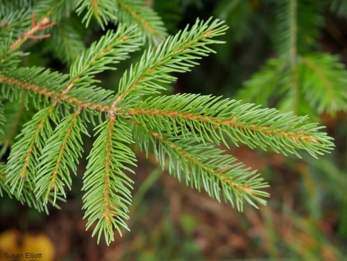 Picea rubens